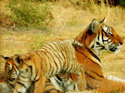 Tiger mother with cub